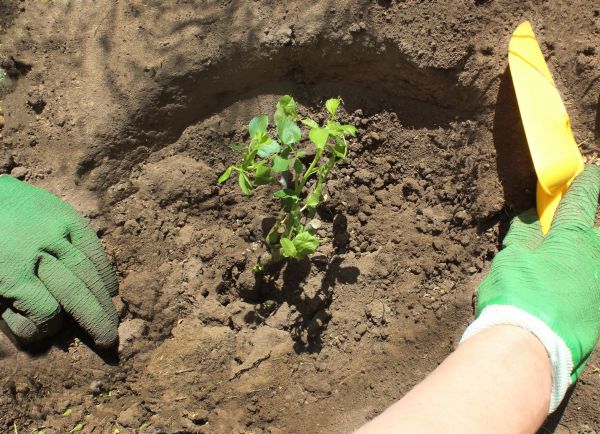 Rose Bush Planting in Modesto