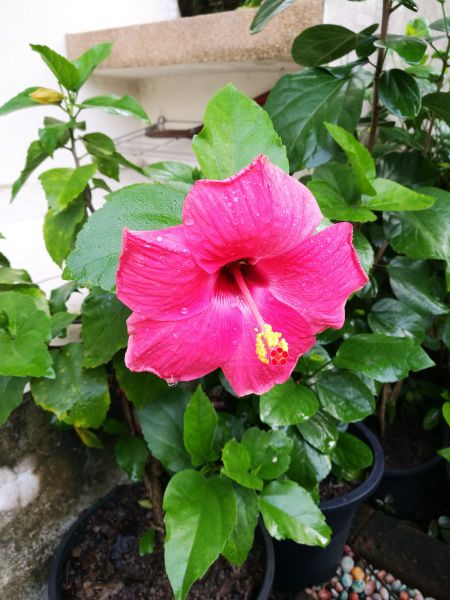 Hibiscus Planting in Modesto