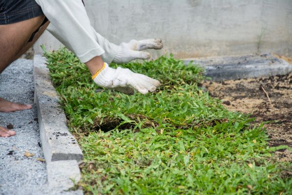 Ground Cover Planting in Modesto