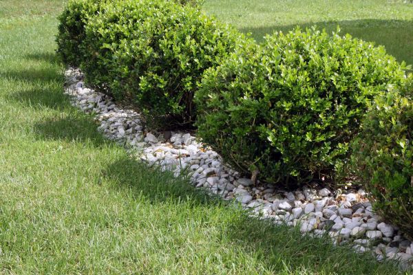 Boxwood Planting in Modesto