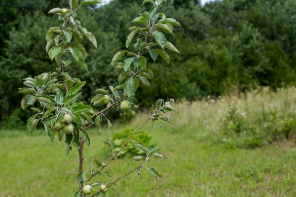 Apple Tree Planting in Modesto