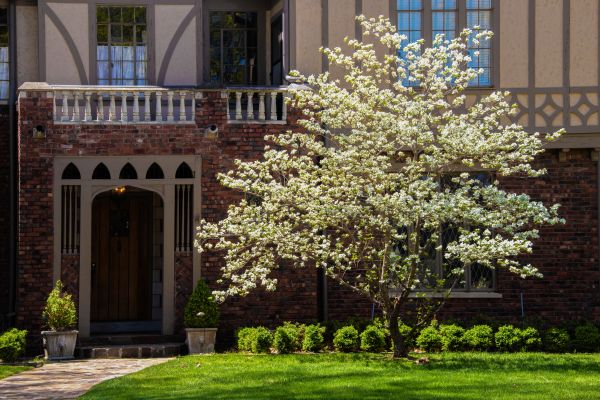 Dogwood Tree Planting in Modesto