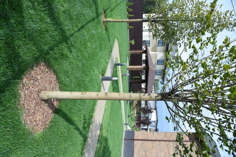 Tree and Plant Features